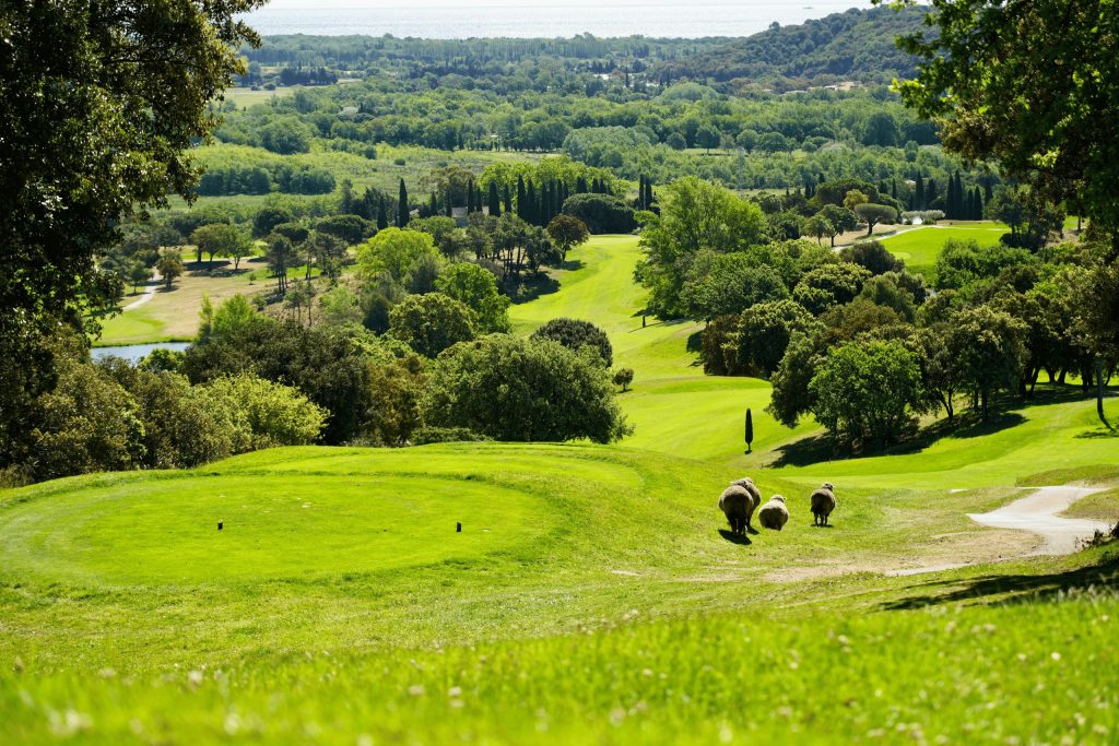 mouton-biodiversité-golf-roquebrune-resonance-golf-collection