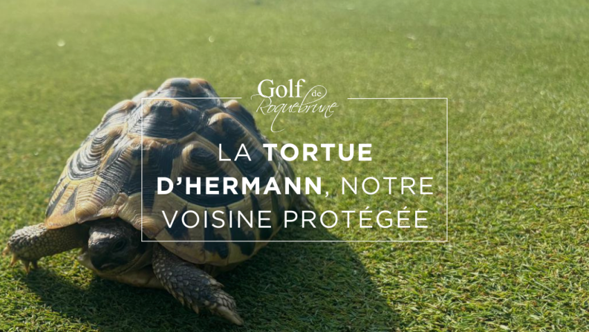La tortue d’Hermann, une voisine précieuse - Open Golf Club